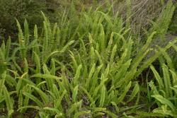 Nephrolepis flexuosa. Mature plants growing on thermally heated soil.
 Image: L.R. Perrie © Leon Perrie CC BY-NC 3.0 NZ